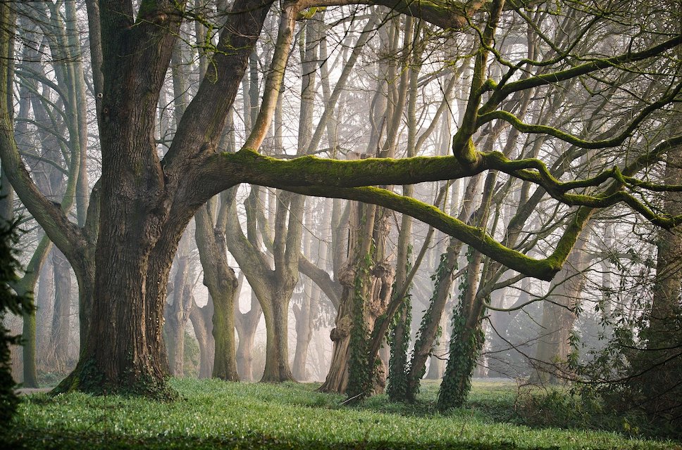 Alternative Forms of Meditation: Forest Bathing