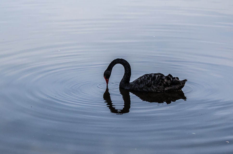 Black Swan on a lake