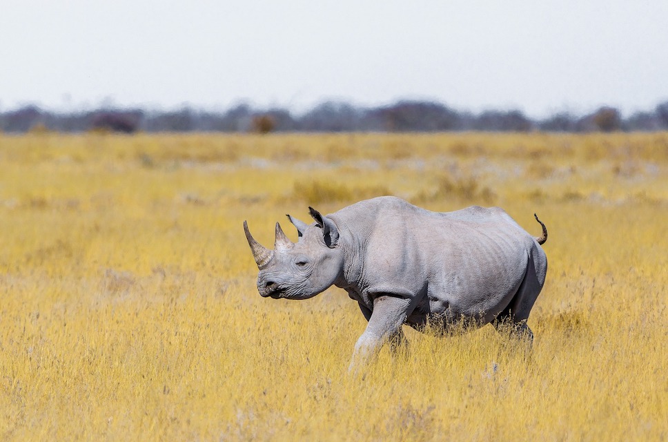 White Rhino in the savanna