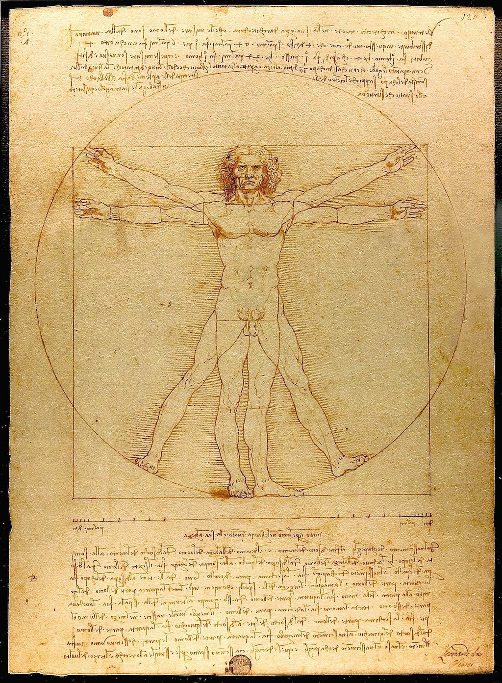 Vitruvian Man by Leonardo DaVinci